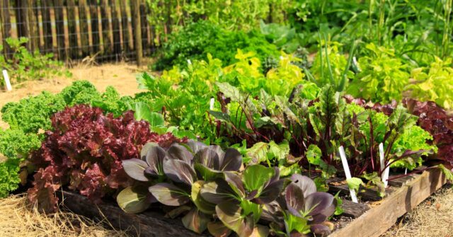 progettazione giardini abruzzo